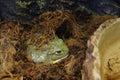 The frog the water carrier Royalty Free Stock Photo